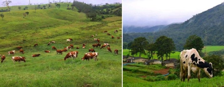 Ambewela Farm