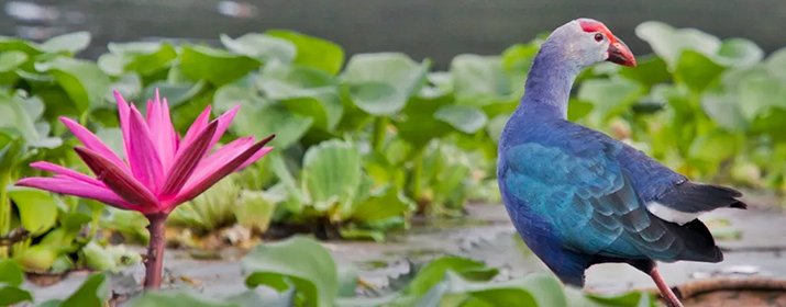 Attidiya Bird Sanctuary