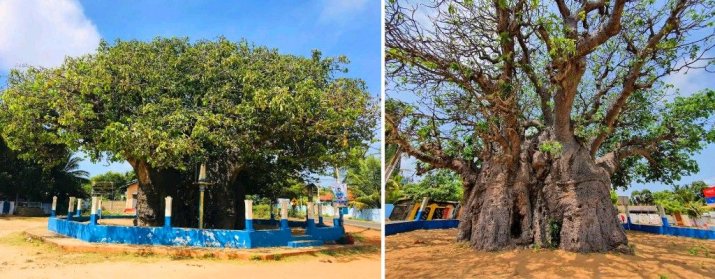 Baobab Tree Pallimunai, Mannar