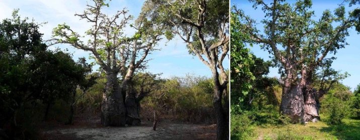 Baobab Tree Vallaipadu