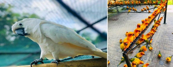 Birds Park / Birds Research Center Hambantota