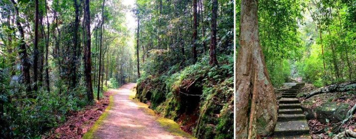 Bodhinagala Forest Reserve (Dombagaskanda)