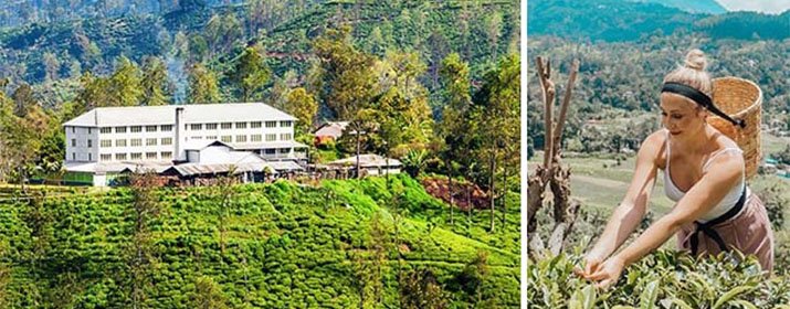Halpe Tea Factory