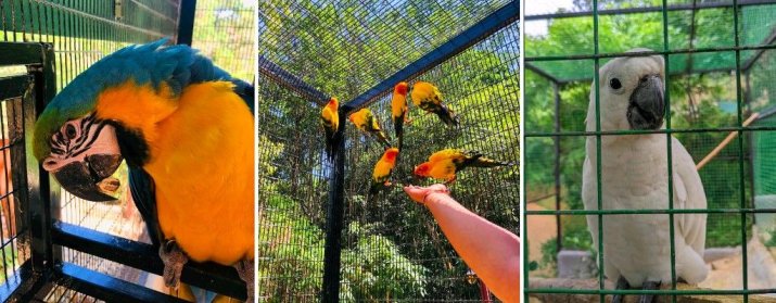 Hanthana International Bird Park & Recreation Center