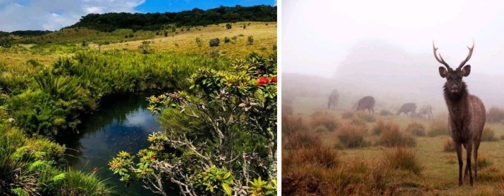 Horton Plains National Park