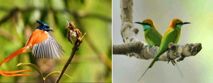 Kalametiya Bird Sanctuary