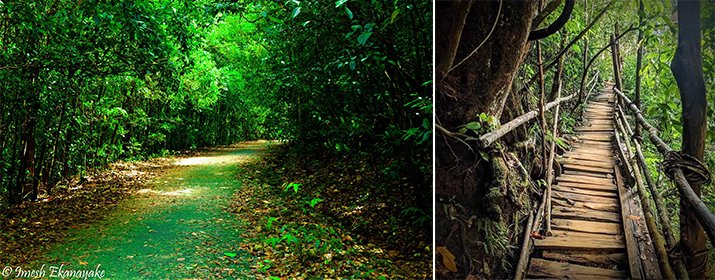Kanneliya Rain Forest