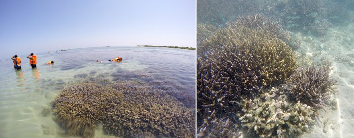 Kayankerni Coral Reef