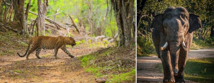 Kumana National Park