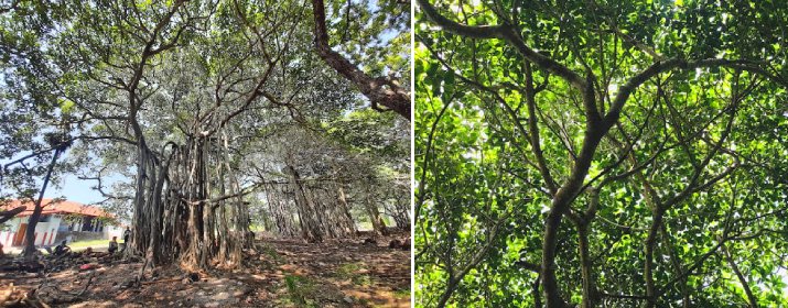 Large Banyan Tree - Delft Island