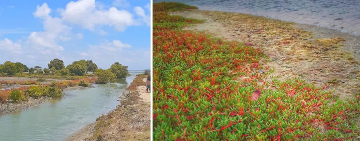 Mangrove Beach