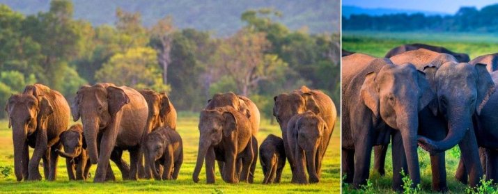 Minneriya National Park