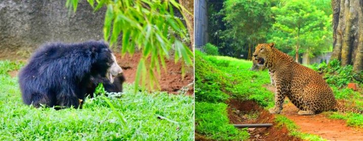 Pinnawala Zoo