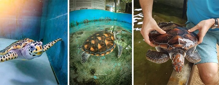 Sea Turtle Hatchery Centre, Mahamodara