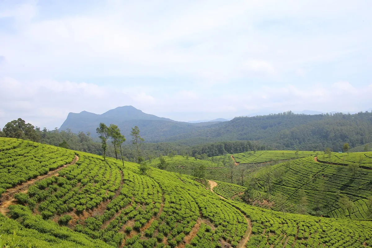 Tea country around Nuwara Eliya