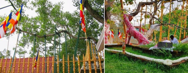 Sri Maha Bodhi
