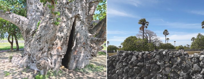 The Baobab Tree - Delft Island