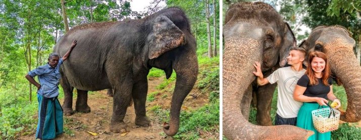 The Elephant Freedom Project