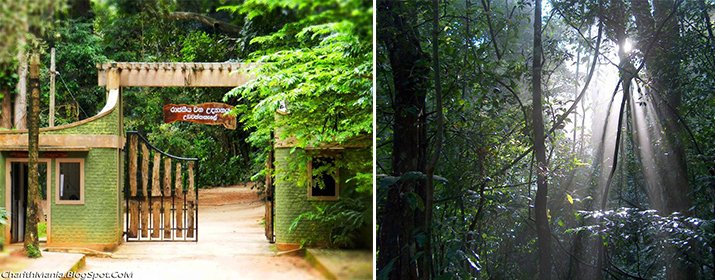 Udawatta Kele Sanctuary