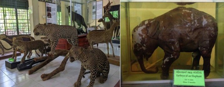 Wildlife Museum