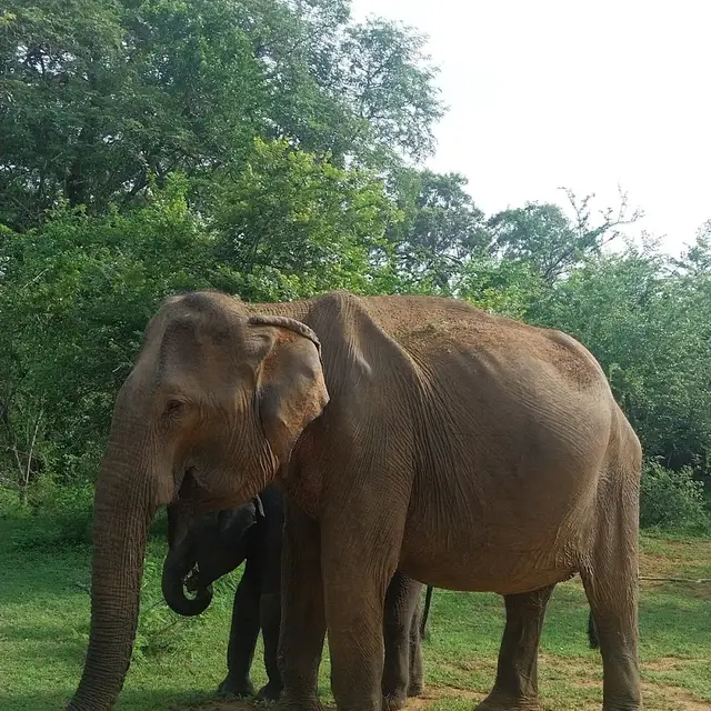 Dila Tours Sri Lanka