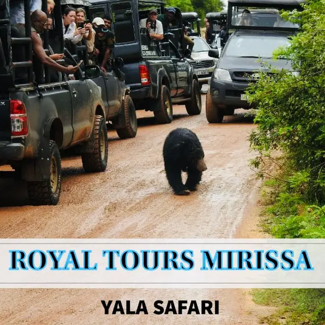 Royal Tours - Whale Watching Mirissa