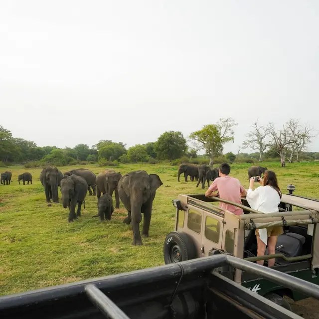 Sri Lanka Jeep Safari - Minneriya