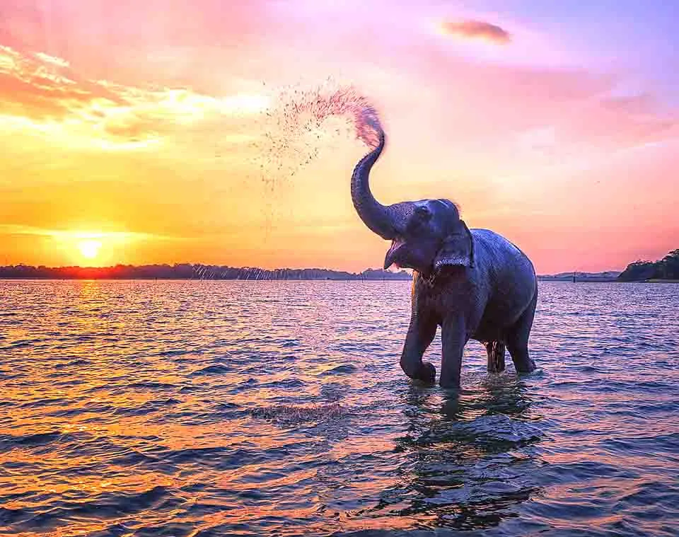 Sri Lanka Viajes Eden, photo from the agency's website
