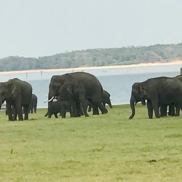 Tusker Safari. Jeep Safari & Taxi