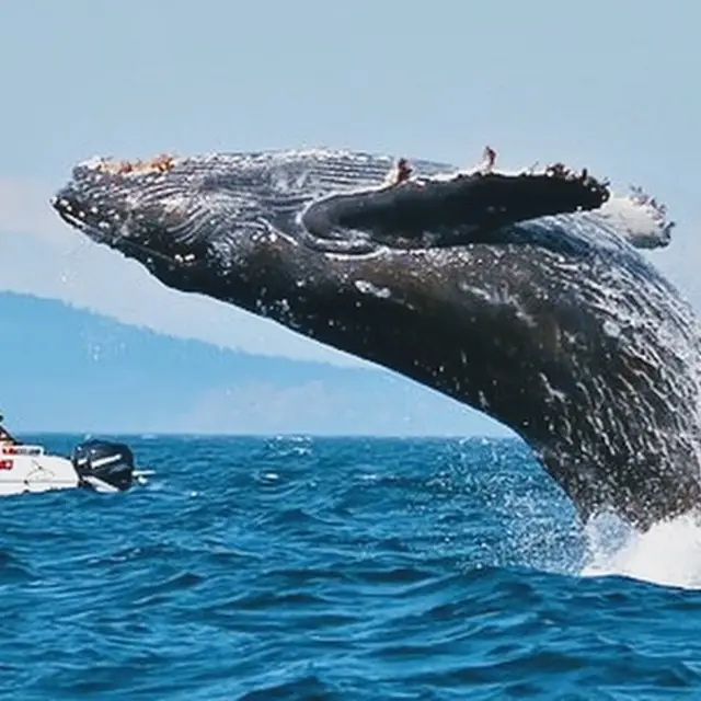 Whale Watching Tour