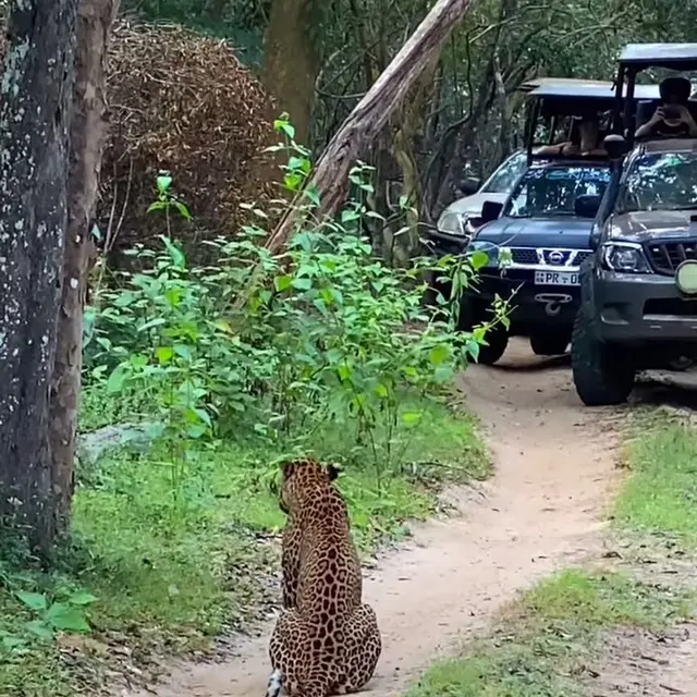 Willpattu Safari driver taxi
